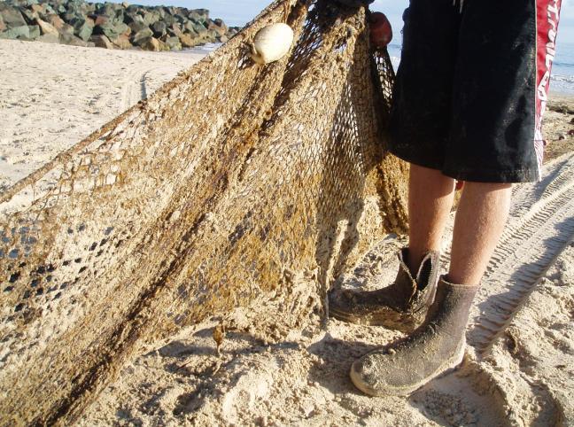 Figure 13: Algae rolling off the shade cloth While this was more feasible, further trials were not undertaken as the volumes that could be effectively removed from the surf zone with a single net of