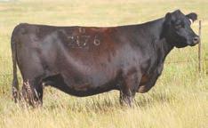 birth weight and ratioing 106 at WW he will sire low birth calves that gain. His mother by upward is a no miss cow with a perfect udder and a calving interval of 3 calves at 343 days.
