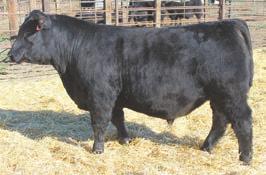 EB Diamond O2176 EB Renown 556 This massive son of Renown take top honors as the heaviest weaning calf of this years calf crop with an actual 205 of 1084 lbs.