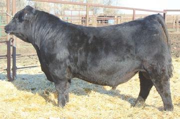 He was one of the heaviest calves to come off grass and earned a WW ratio of 116.