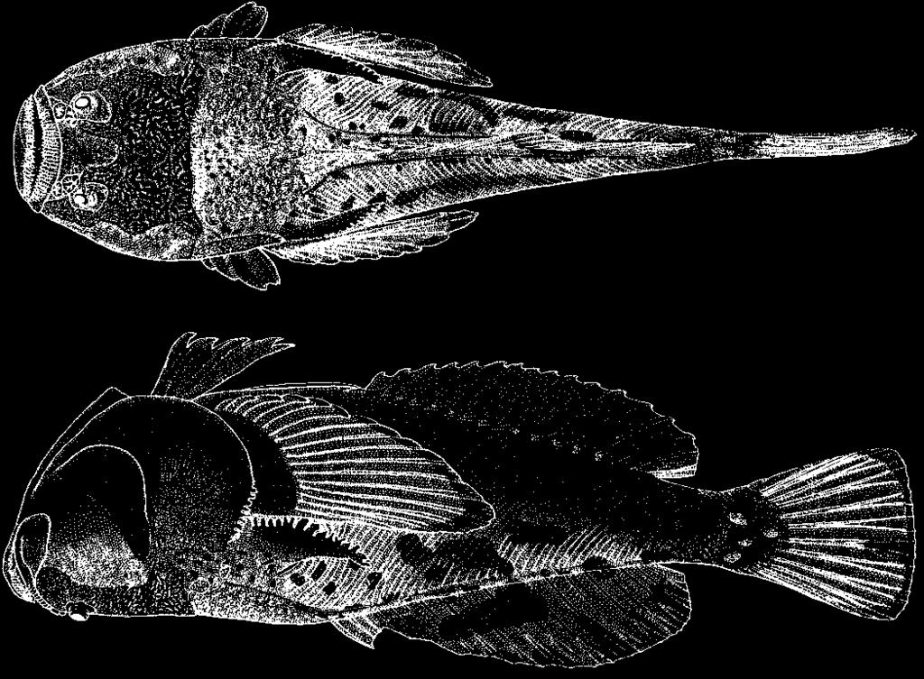 click for previous page Perciformes: Trachinoidei: Uranoscopidae 3527 Ichthyscopus sannio Whitley, 1936 En - Spotcheck stargazer.