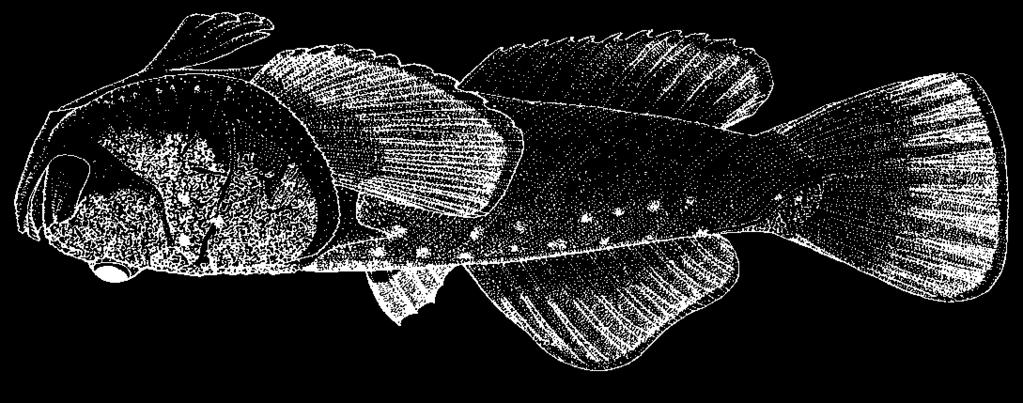 Perciformes: Trachinoidei: Uranoscopidae 3529 Uranoscopus sulphureus Valenciennes in Cuvier and Valenciennes,