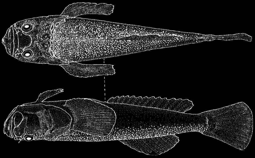 Xenocephalus cribratus (Kishimoto, 1989) En - Ringed stargazer.