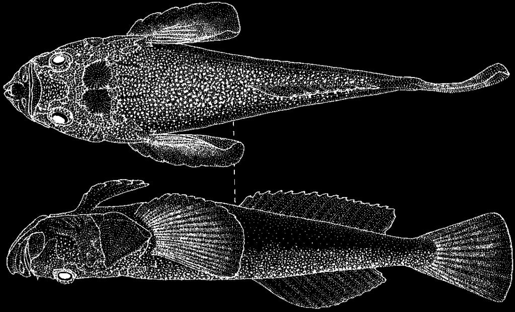 Perciformes: Trachinoidei: Uranoscopidae 3531 Xenocephalus elongatus australiensis (Kishimoto, 1989) En - Australian elongate stargazer. Maximum total length about 30 cm.