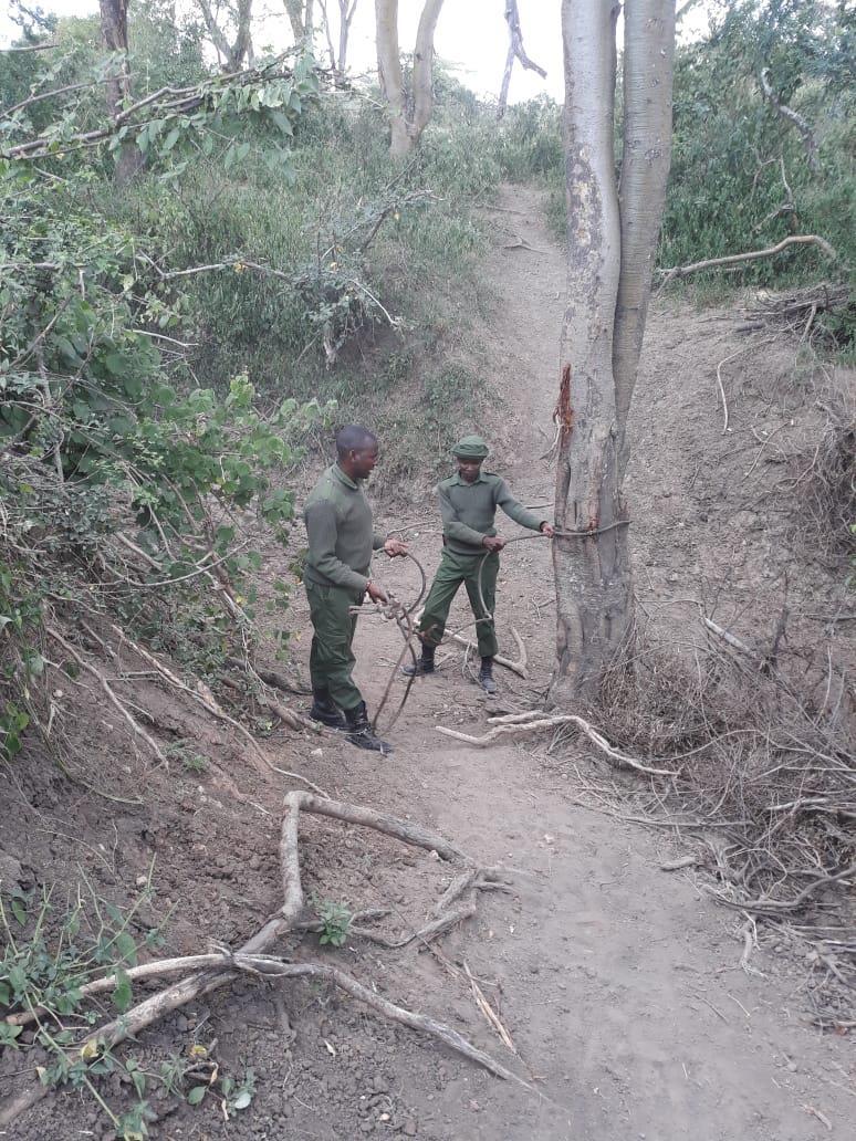Additionally, the Olarro MEP ranger team removed two big snares in Siana Conservancy that were targeting animals like zebras.