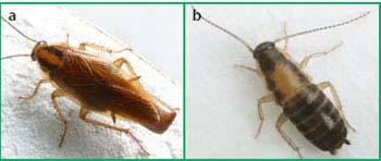 2 of 7 4/29/2015 3:29 PM Figure 2. Adult (a) and nymph (b) German cockroaches. The adult female in this picture carries an egg case (ootheca) that will produce 30 to 40 small nymphs.
