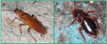 3 of 7 4/29/2015 3:29 PM Figure 6. Male (a) and female (b) adult Turkestan cockroaches. (Images by Robin McLeod.