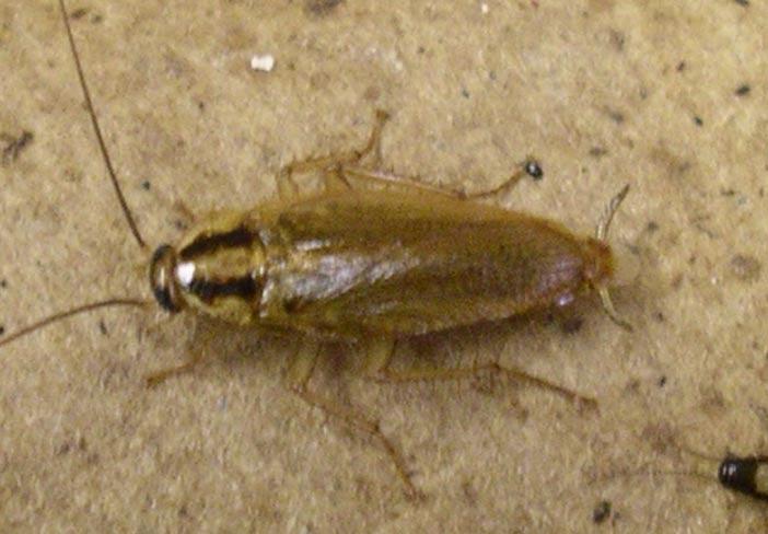 German Cockroach: Blattella germanica Because they are so common and have high reproductive rates, German cockroaches are one of the most important structure-infesting cockroaches.