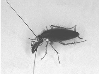 Emito(vomit)phagy Kills German Cockroaches Adults eat bait Adults return to harborage and poop Their poop is contaminated with toxicants in bait