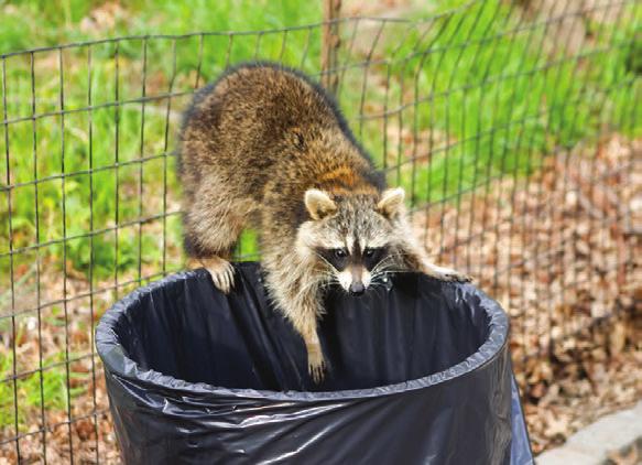 Of course not all wild animals are as beloved as Austin s bats. Some animals, such as raccoons, are considered pests in urban areas. Others, like bears, can be dangerous as well.