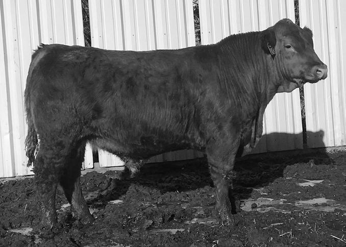 He brings a consistent EPD package to the table and is especially notable in the carcass categories. 8471F s dam gave us a replacement her first year and a sale bull her second year.
