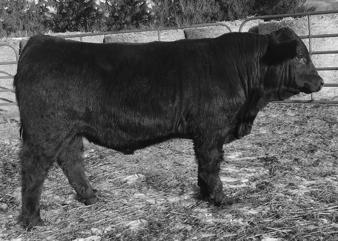 One of the highest growth bulls in the offering whose dam is making a name for herself in our herd. He will be a good buy on sale day. He s homo black so even better!