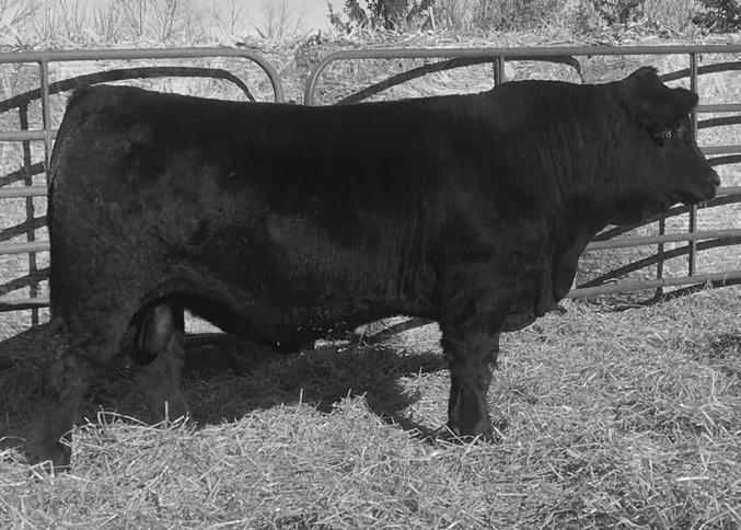74 An exciting Purebred who you will like from every angle.