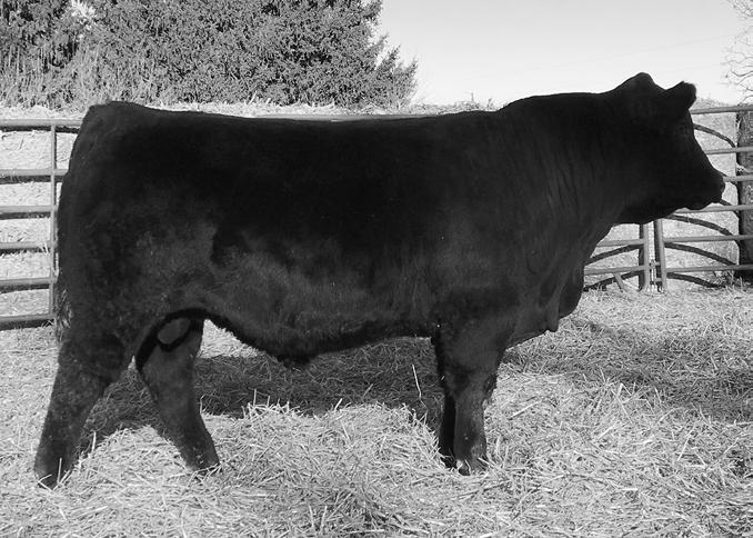 WW and YW EPDs rank in the top 1%. Heavy muscled, big middled and one of the most impressive bulls to come out of Herink Gelbvieh.