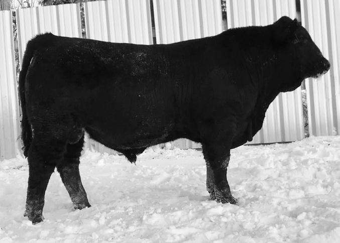 He is thick, wide, deep and super docile to boot. He will not disappoint. If you need a big time herd sire let s talk!