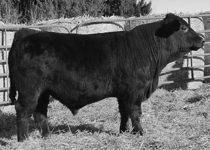 Another Secret Link son that could be used on larger framed heifers and then go on to be your herd sire. Homo Black/Homo Polled!