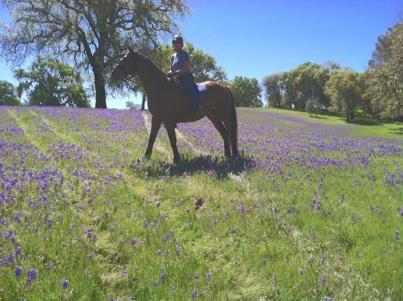 April Trail Ride Carpets of Lupine Greet Oswill Ranch Riders Member