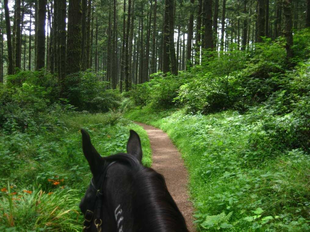 CSHA State Trails Chair invites you to: Camp & Ride at Point Reyes National Seashore A fund raiser for California State Horseman s Association Incorporated: Trails Advocacy June 29 th and 30 th, 2013