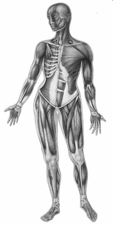 Biomechanics Biomechanics studies motion of the body Structure of the body, bones and joints Size and mass properties of body