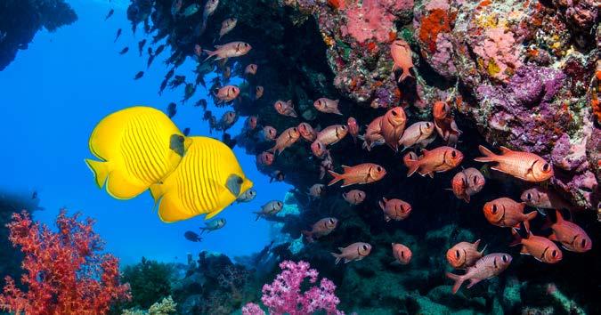 Over four thousand species of fish live on reefs. The reefs provide them with food as well as protection from predators.