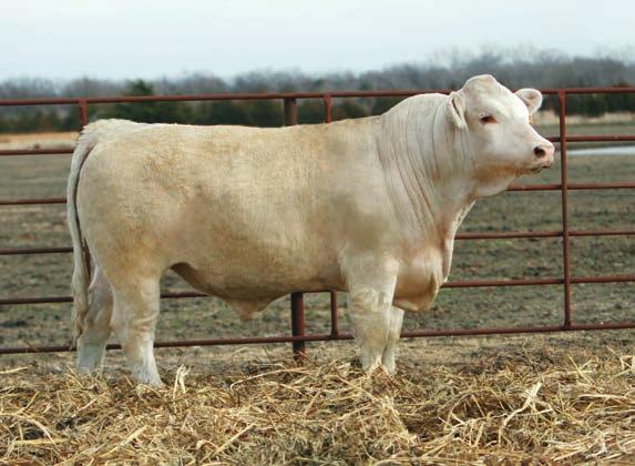 Two-Year-Old Transformation Sons Lot 15 15 3N-VFR TRANSFORM 5T48 PLD 4/4/2015 M861859 POLLED LT LONG DISTANCE 9001 PLD MISS HCR DISTANCE 3004 P F1165709 MISS HCR SILVER 1003 PLD BW: 78 AWW: 831 R:108