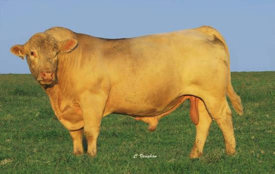 His grand dam 4D22 was one of our all-time greatest herd sire producing cows. His dam 1D45 at six years old is still the best uddered female at the VFR.