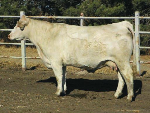 Solution that we purchased from Hubert Charolais. This bull has a moderate frame.