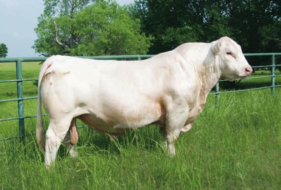 64 This is a nice polled son of WC Boardwalk 3216 P. His dam is another good milking and overall producing HCR Director daughter.