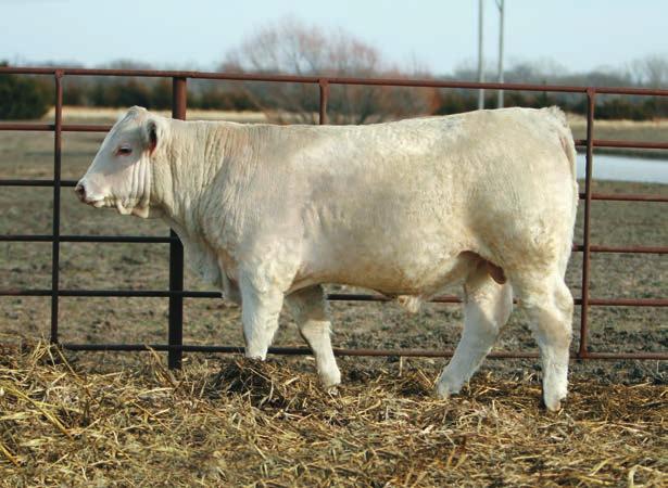 Long Distance Yearling Bulls LT Long Distance 9001 Pld-The popularity of Long Distance and his progeny took a boost in breeder interest during the recent M&M Charolais Dispersal this past October.