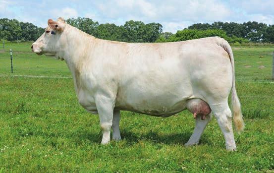 His young 2013 & 2014 born daughters had many of the best calves at side in the sale and several of his daughters sold for $7,000 to $8,000.