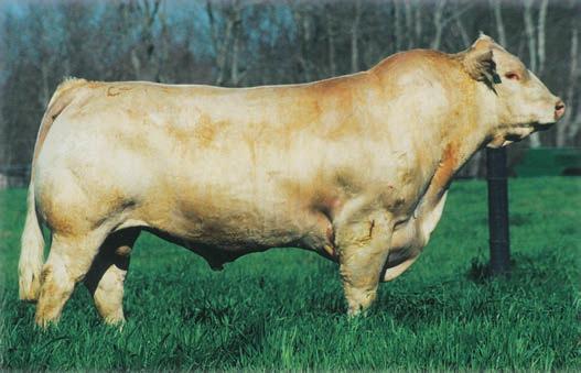 Two-Year-Old Fasttrack Sons Baldridge Fasttrack 82F-Sire of Lots 1, 2 & 3 Three sons of the many time AICA Multiple Trait Leader & current Calving Ease Trait Leader - Baldridge Fasttrack 82F.