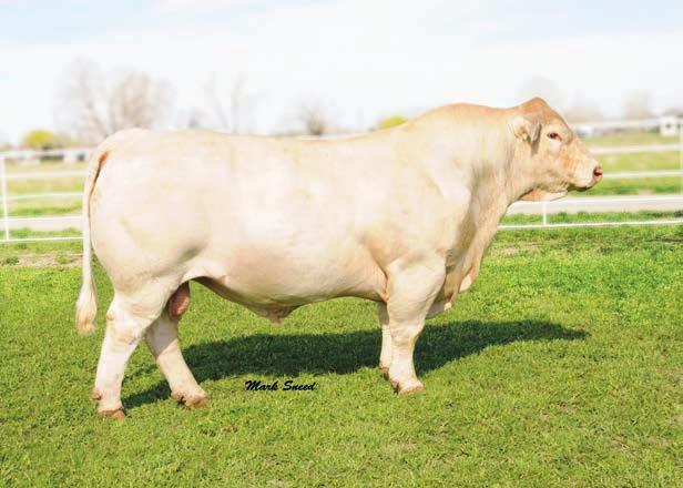 Two-Year-Old No Doubt Sons 4 EC NO DOUBT 2022 P M685500 3N-VFR NO DOUBT 5N13 PLD 2/16/2015 M861938 POLLED M6 GRID MAKER 104 PET EC LADY DUKE 2022 P VFR DASIA TRACK 8D35 PLD F1110317 M&M MISS TRACK
