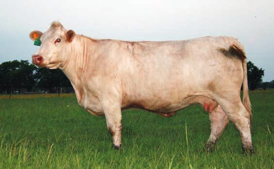 This bull carries a nice balanced set of EPD s and should sire some very nice productive females.
