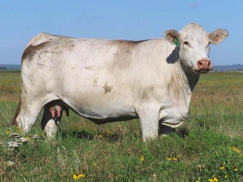 No Doubt was bred by Eggleston Charolais in South Dakota and his dam #2022 was one of Duke 914 s greatest daughters.