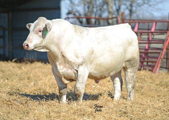 birth weight, a WWR of 111 and YWR of 110, look for this bull to add the bump in your next calf crop that you have been looking for.