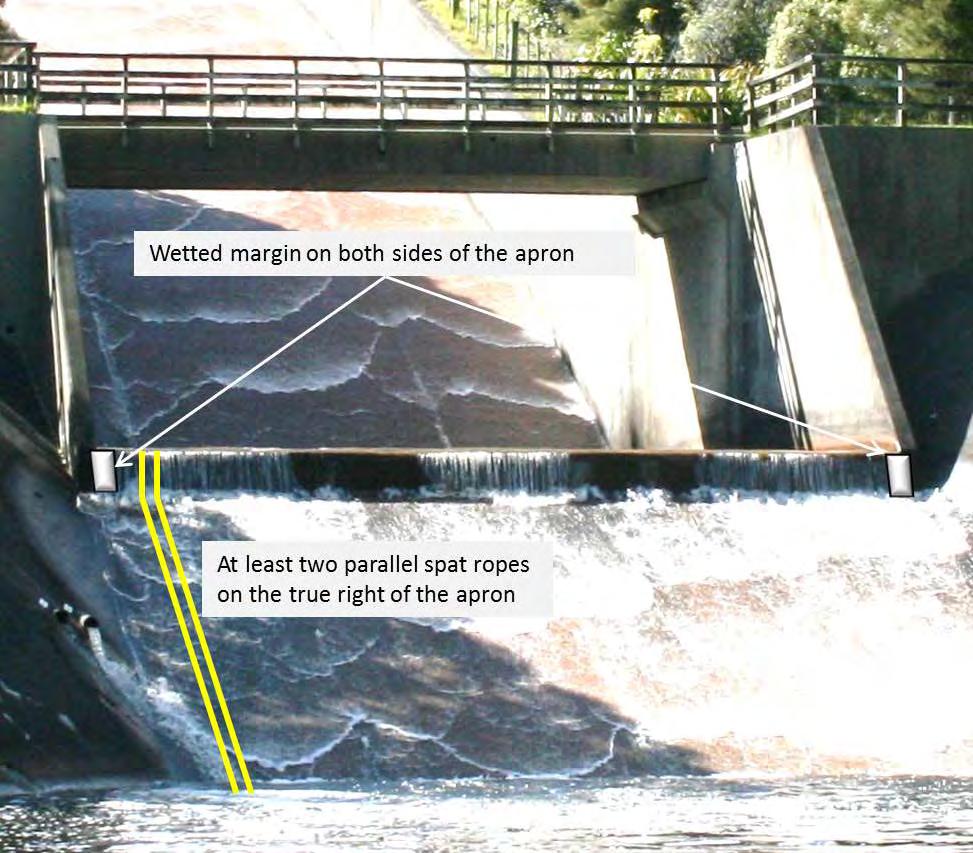 The installation of mussel spat ropes is a relatively new methodology, which has been successfully used to assist fish passage through long and/or perched culverts.