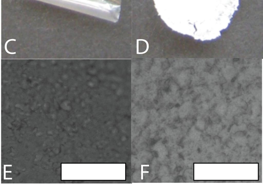 Photographs of as cast and methanol treated films with diameter of ca.