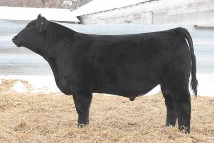 LOT 14... GCC ALL SNOWED IN (GRIZZLY BEAR) OHL TOOTIE FRUTIE 865-2U OHL Advantage 865-2B 03.18.14 Black ChiMaine / 10.