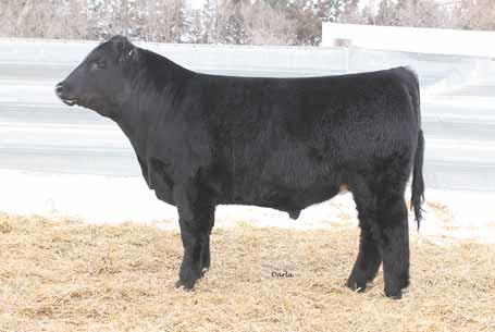 He is built for the modern day cow man. Well balanced, great hipped, and easy fleshing. His dam is a really good first calf heifer that produced a 720 pound actual weaning weight as a first calver.