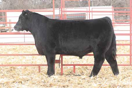 There is not a lot of fluff or puff to this bull, just a well made cattlemans bull with lots of muscle from end to end. He is structurally very correct.