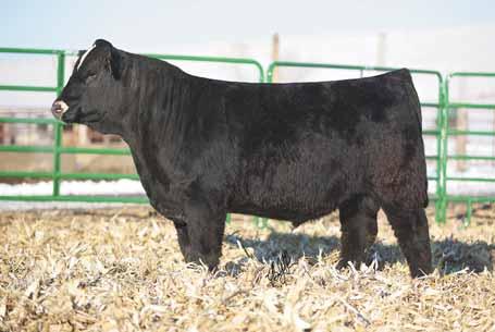 14 Black PB Simmental Tag: 669B GW LUCKY BREAK 047G ZEIS MISS JESSE G177 SVF/NJC BUILT RIGHT N48 MS 31S OF TH 90 728 Here s a purebred Next Big Thing bull out of the Lady Bear donor cow, she was the