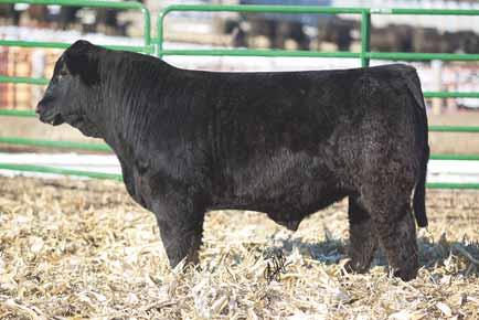 with the rest of them. Super long bodied and attractive. This bull will make a set of calves to die for and make your neighbors envious. Homozygous black. LOT 36.