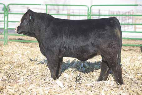 His dam year in and year out has a better than average calf. This bull is thick, stout, and deep and will work for anybody. LOT 39... RS&T HOMEBOY Y108 RS&T GOLDEN TICKET FELT Home Boy 125B 02.21.