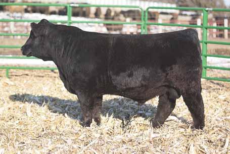with muscle. I think he would cross well on Angus based cows. Call me, so I can buy the heifer calves back. LOT 40... FF SHARPER IMAGE Z537 RS&T/SS MS SIENNA 44S KW Sharper Image 81B 02.23.