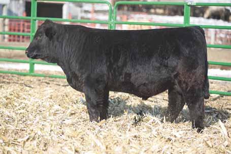 He is deep bodied and easy fleshing. He is good hipped and good structured. He is most definitely one of my favorite bulls. LOT 42... MR. HOC BROKER J&C BERNDETTE FELT Broker Beau 3B 02.24.