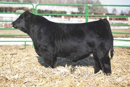 Broker has really stirred up the industry with being a Triple Crown winner as a mature bull and siring cattle that will work in all parts of the industry.