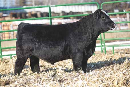 Steel Force has sold a ton of semen producing bulls just like this one. Bull is easy on the eye. At the risk of repeating myself, he is deep bodied and long and very stylish.