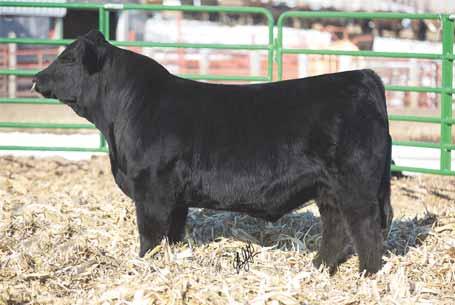 14 Black 3/4 Simmental / 1/4 Angus Tag: 56B GRIZZLY RAVE MISS SOS 894#U CNS DREAM ON L186 FELT MISS BARBIE UP 77 774 This is a real stylish Defiant bull that has a lot of look and eye appeal.