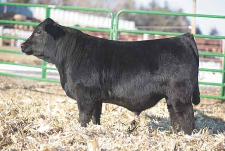 little more frame to him. He is big legged and stout. He will sire a group of calves that will set the scales down. LOT 48... FF SHARPER IMAGE Z579 FELT PEANUTS SW Sharper Image 140B 02.28.