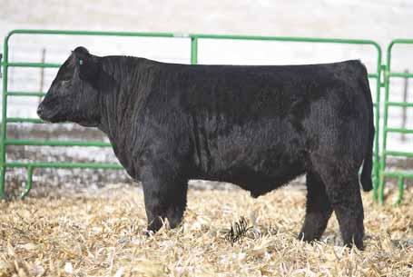 01.14 Black 3/4 Simmental / 1/4 Angus / 1/16 CS Tag: 129B HEADS UP 20X ET LLSF UNTOUCHABLE U925 HTP SVF IN DEW TIME FF MS. PARADIGM 5089 82 809 This is a double bred ¾ and he is super complete.